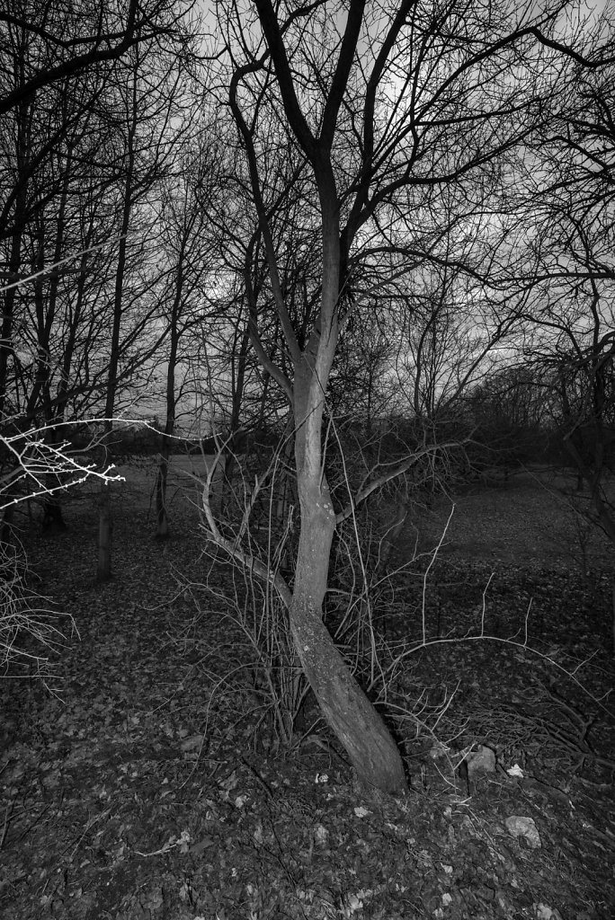 DSC-6797.jpg