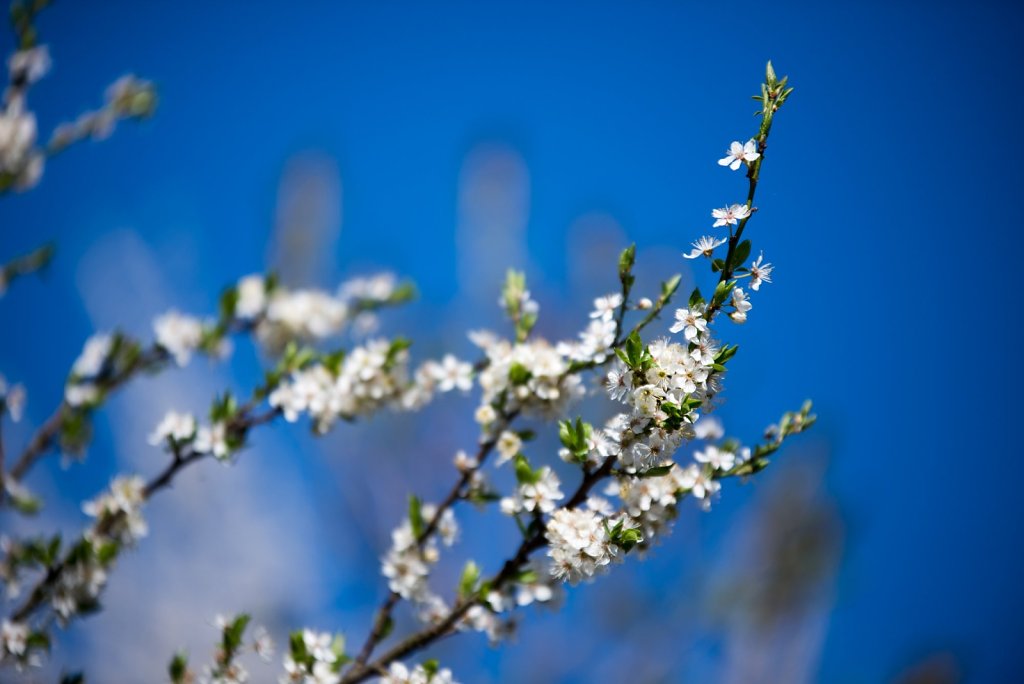 DSC-7398.jpg